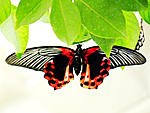 点击图片以查看大图

名称:	butterfly.jpg
查看次数:	395
文件大小:	365.8 KB
ID:	32163