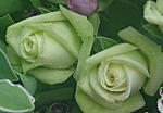 点击图片以查看大图

名称:	绿色玫瑰--属自然变异品种，极为罕见最.jpg
查看次数:	409
文件大小:	29.3 KB
ID:	64202