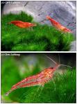 点击图片以查看大图

名称:	red-cerry-shrimp.jpg
查看次数:	175
文件大小:	198.9 KB
ID:	6599