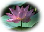 点击图片以查看大图

名称:	lotus4.jpg
查看次数:	35
文件大小:	76.2 KB
ID:	2094