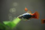 点击图片以查看大图

名称:	fish_brplaty.jpg
查看次数:	59
文件大小:	90.2 KB
ID:	66386