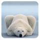 polar_bear 的头像