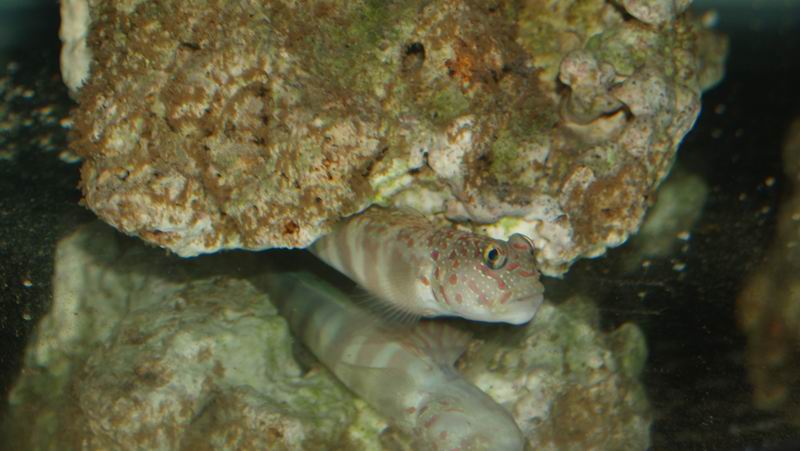 http://www.chinasmile.net/gallery/albums/userpics/59185/fish-goby.jpg